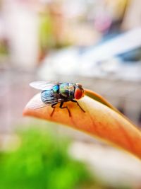 Close-up of insect