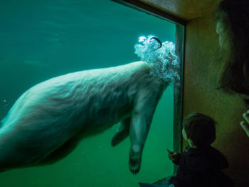 Close-up of boy swimming in aquarium