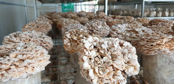 Close-up of bread for sale