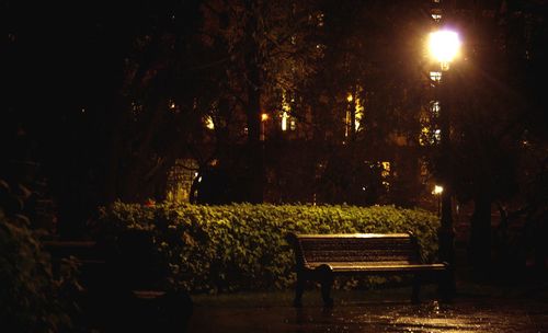 Illuminated trees at night