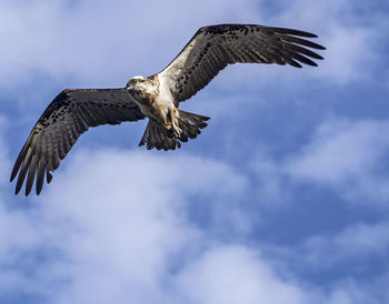 Low angle view of osprey flying in sky