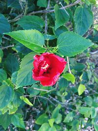 Close-up of red rose