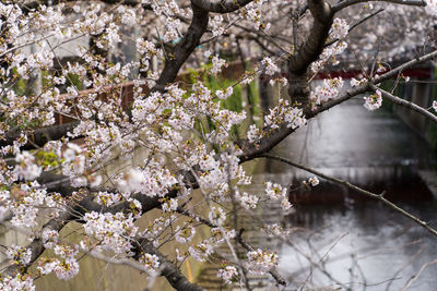 Close-up of white cherry blossom tree
