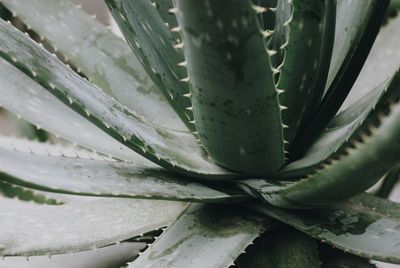 Extreme close up of leaf