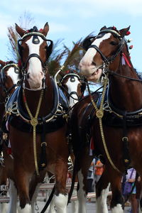 Close-up of horse