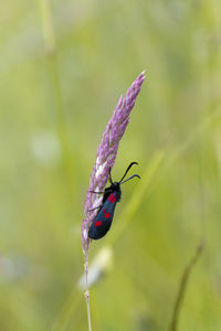 Close-up of insect on purple flower