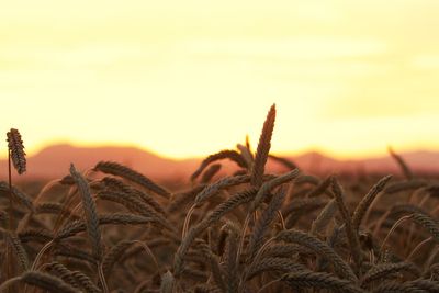 Close-up of stalks in field against sunset