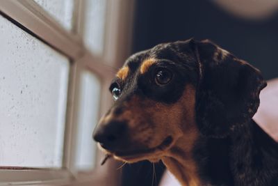 Close-up of a dog looking away