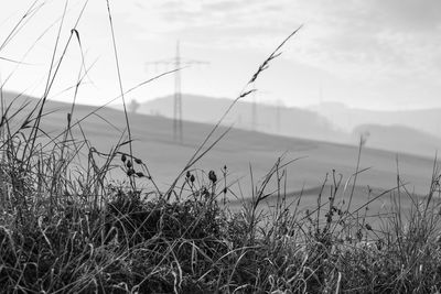 Grass against sky