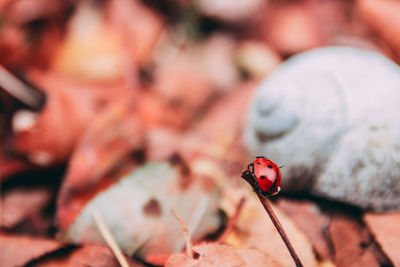 Close-up of ladybug on leaf