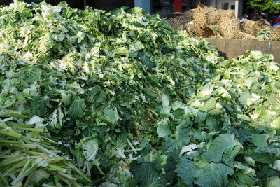 Plants growing in market