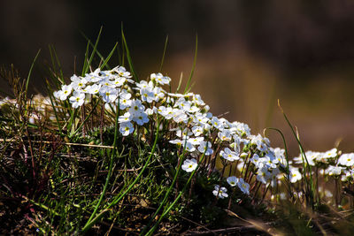 Close-up of white flowering plants on field