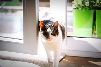 Portrait of cat standing at doorway