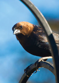 Close-up of bird perching against sky