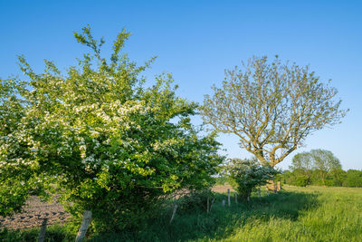 Trees on field against clear blue sky