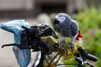 Close-up of gray parrot perching bicycle handlebar