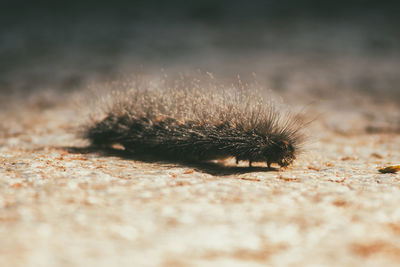 Close-up of insect on land