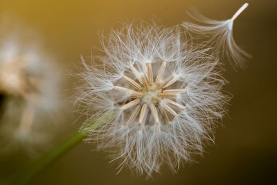 Close-up of dandelion against blurred background