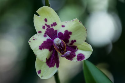 Close-up of flower against blurred background