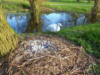 View of bird in lake