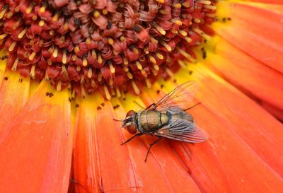 Close-up of bee on flower