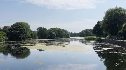 Reflection of trees in water