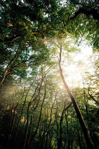 Low angle view of trees in forest