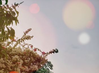 Low angle view of flowering plant against sky
