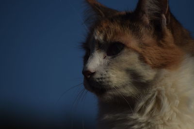 Close-up of horse against sky