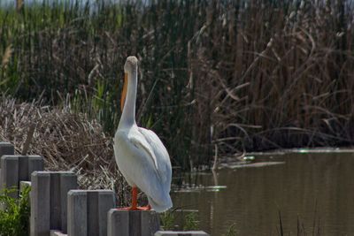 Swan perching on riverbank