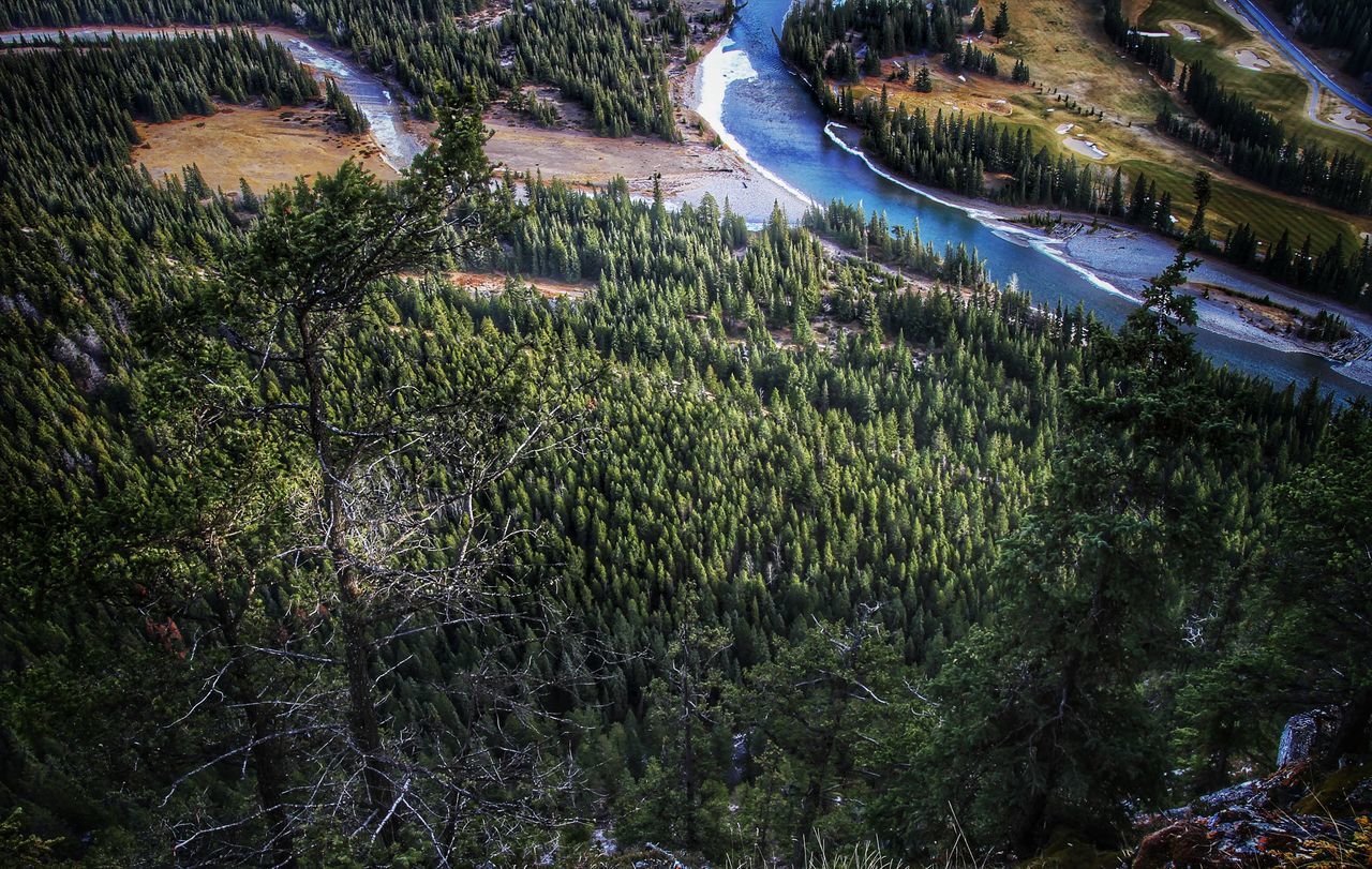 HIGH ANGLE VIEW OF TREES GROWING ON FIELD