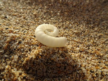 High angle view of shells on beach