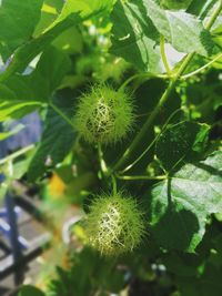 Close-up of flowering plant