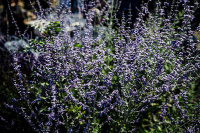 Close-up of purple flowering plants