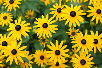 Close-up of yellow flower