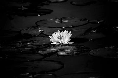 Close-up of lotus water lily in pond