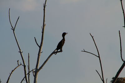 Low angle view of bird perching on bare tree against clear sky