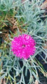 Close-up of flower blooming on field