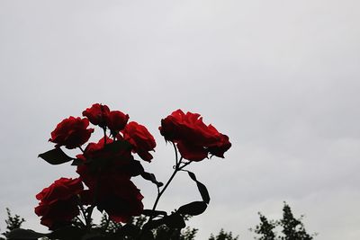 Low angle view of red flowers blooming against sky
