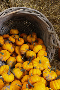 High angle view of pumpkins in basket at market