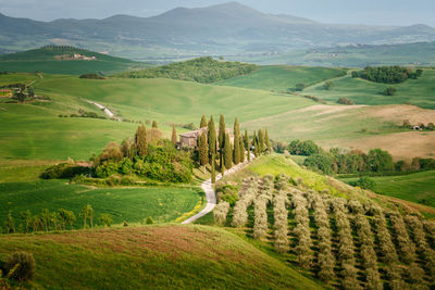 Scenic view of agricultural field