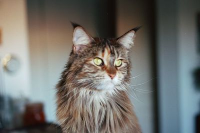 Close-up portrait of a cat at home