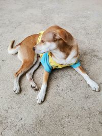 High angle view of dog relaxing on floor