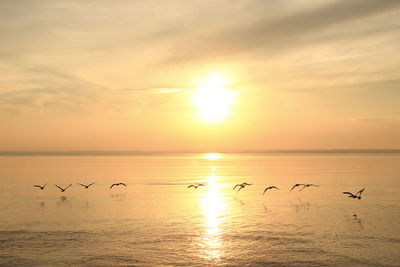 Silhouette birds flying over sea against orange sky