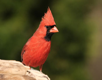 Northern cardinal