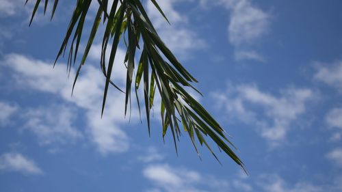 Low angle view of plant against sky