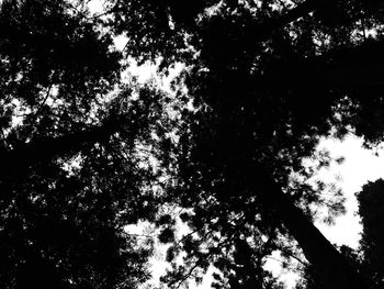 Low angle view of silhouette trees in forest against sky