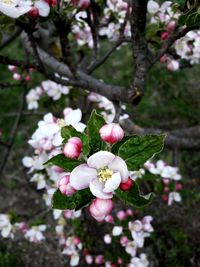 Close-up of flowers blooming on tree