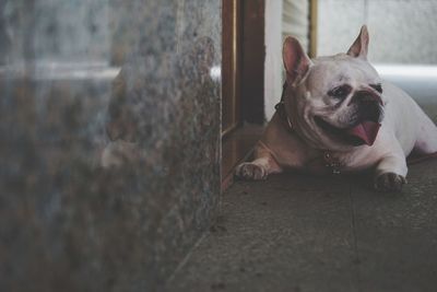 Portrait of dog at home