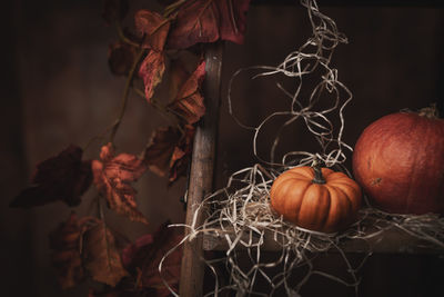 Close-up of pumpkins in autumn